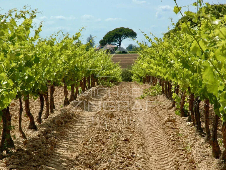 Vineyard Aix-en-Provence - 2000m²