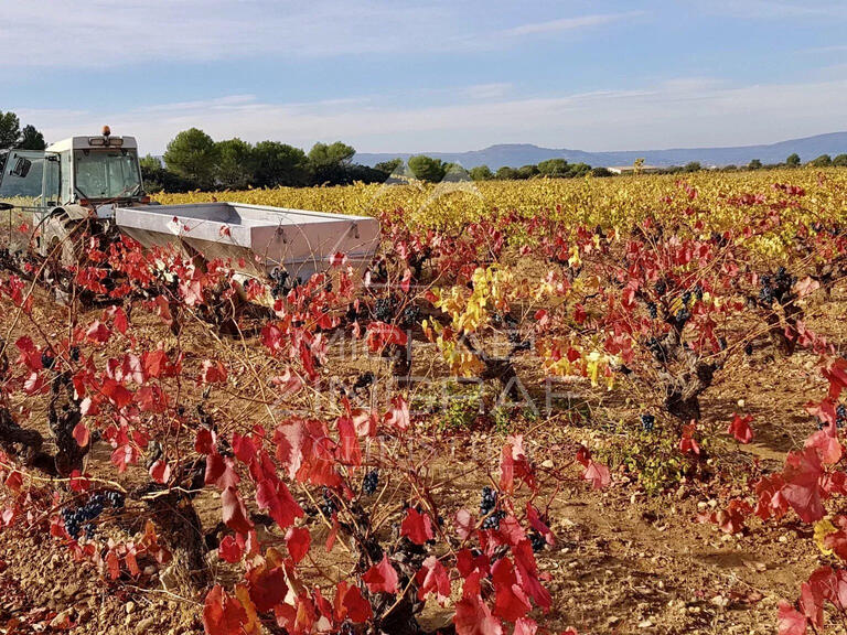 Vineyard Aix-en-Provence - 2000m²