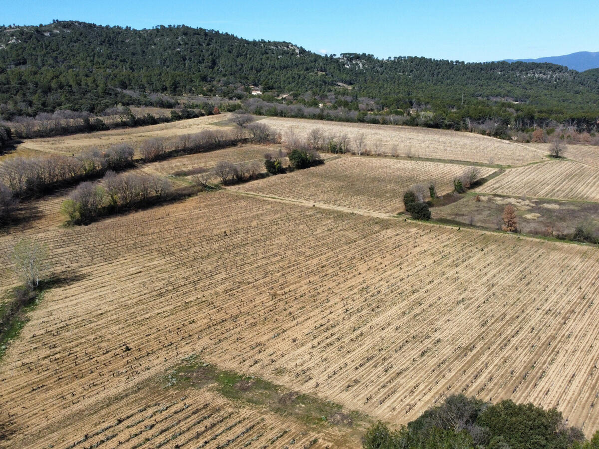 Vineyard Aix-en-Provence