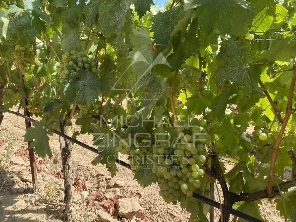 Vineyard Aix-en-Provence