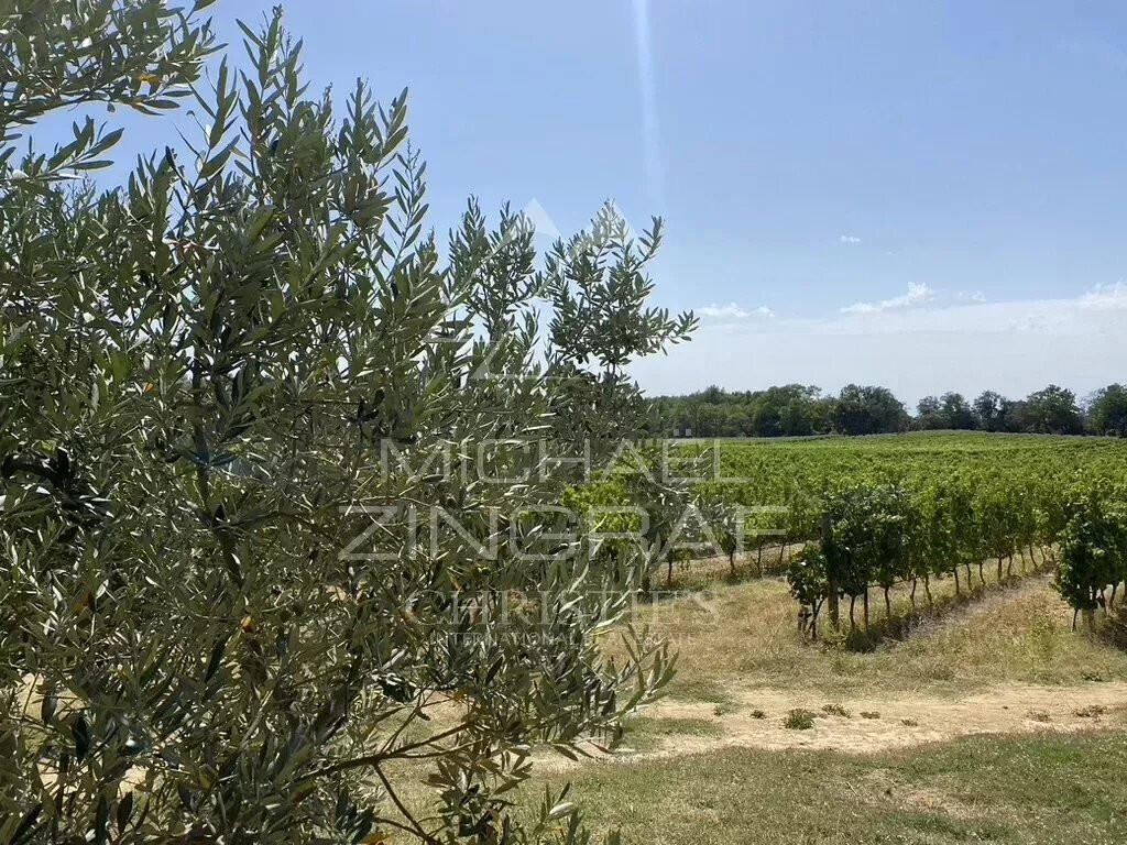 Vineyard Aix-en-Provence