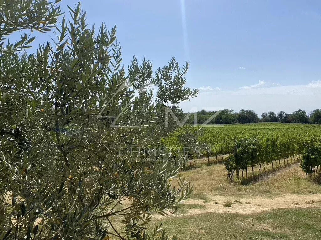 Vineyard Aix-en-Provence