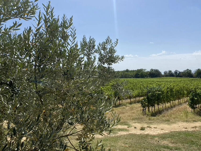 Vineyard Aix-en-Provence - 2000m²