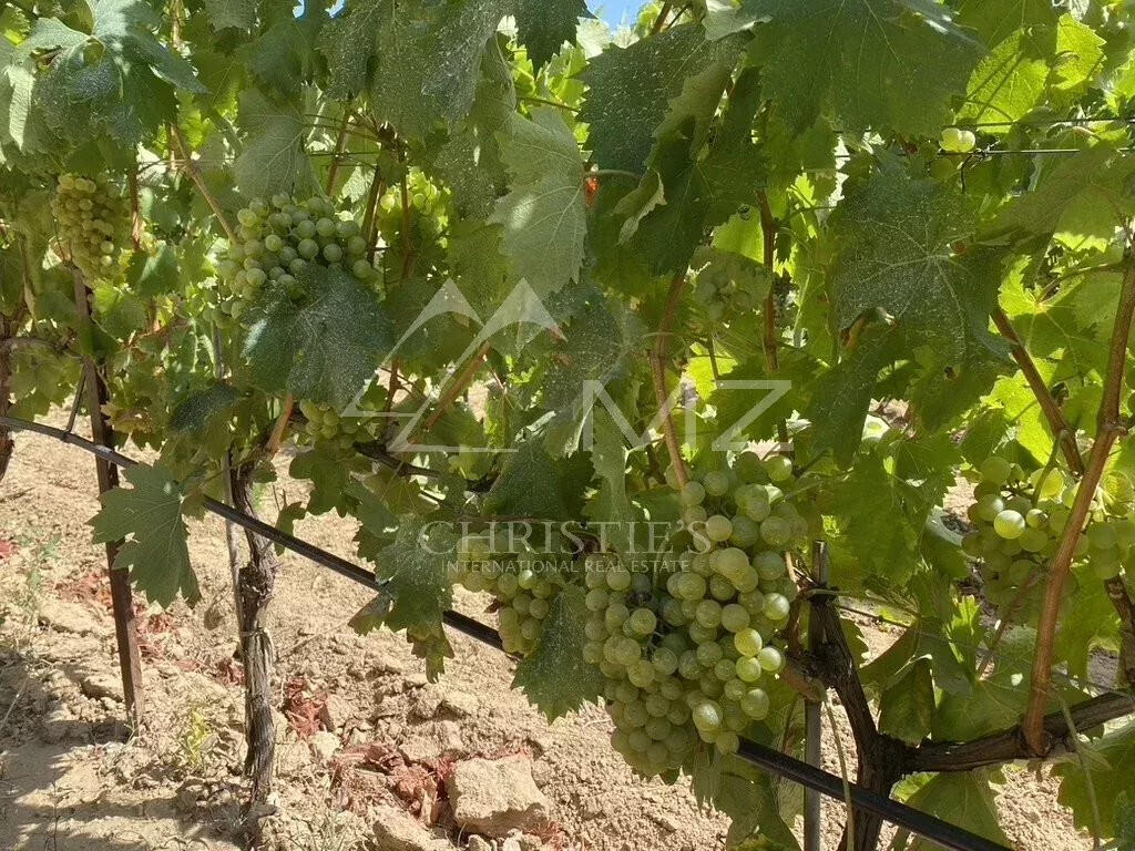 Vineyard Aix-en-Provence