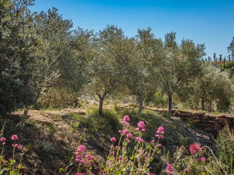 Vineyard Bandol