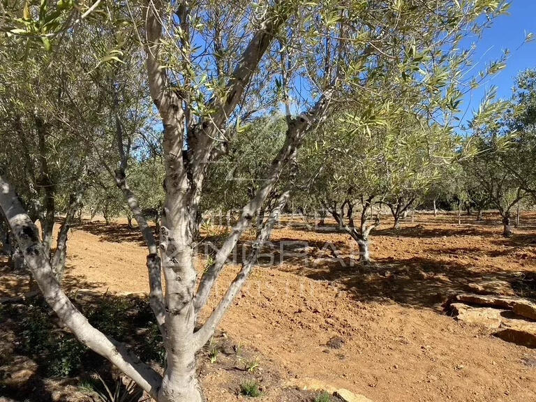 Sale Vineyard Bandol