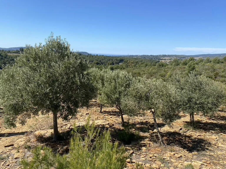 Vineyard Bandol