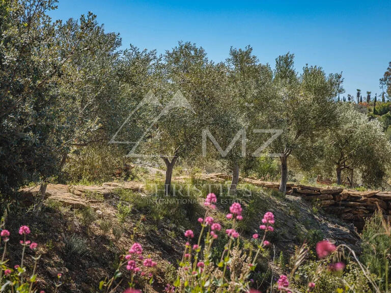 Vineyard Bandol