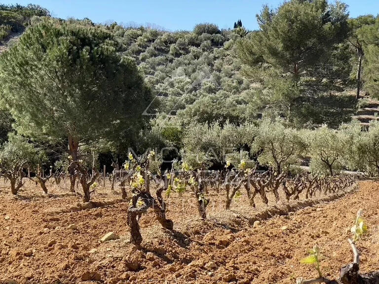 Vente Domaine viticole Bandol