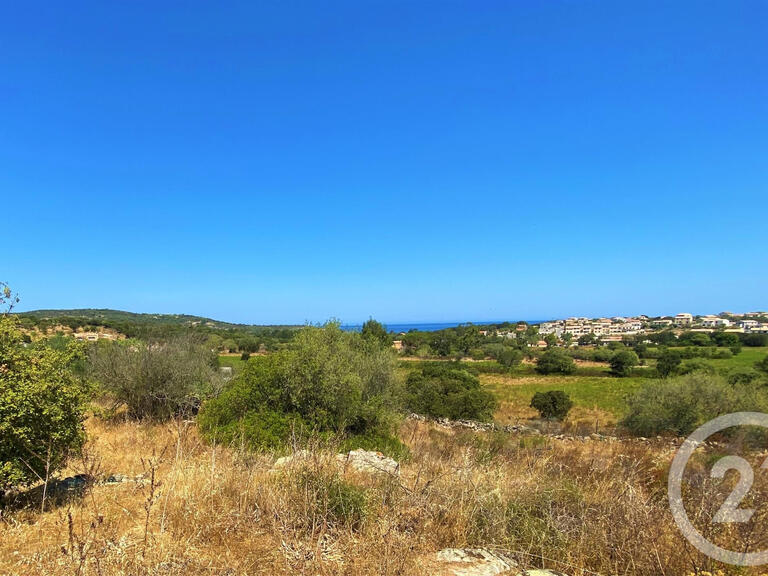 Terrain Belgodère - 5245m²