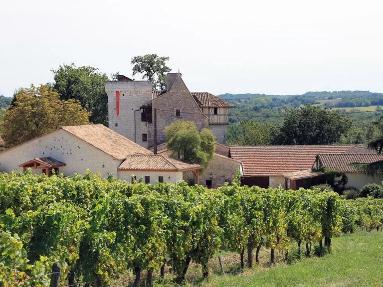 Vineyard Bergerac