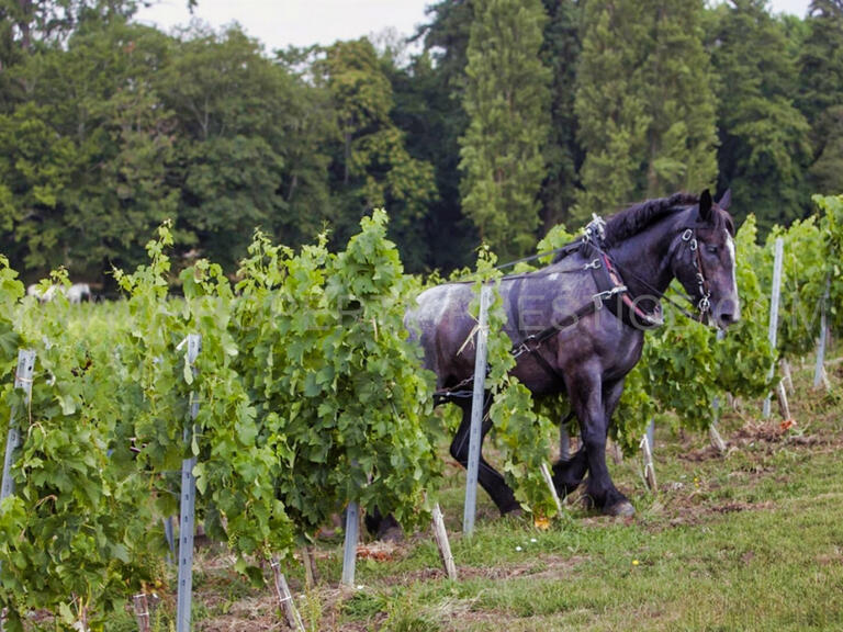 Château Bordeaux - 10 chambres - 2000m²