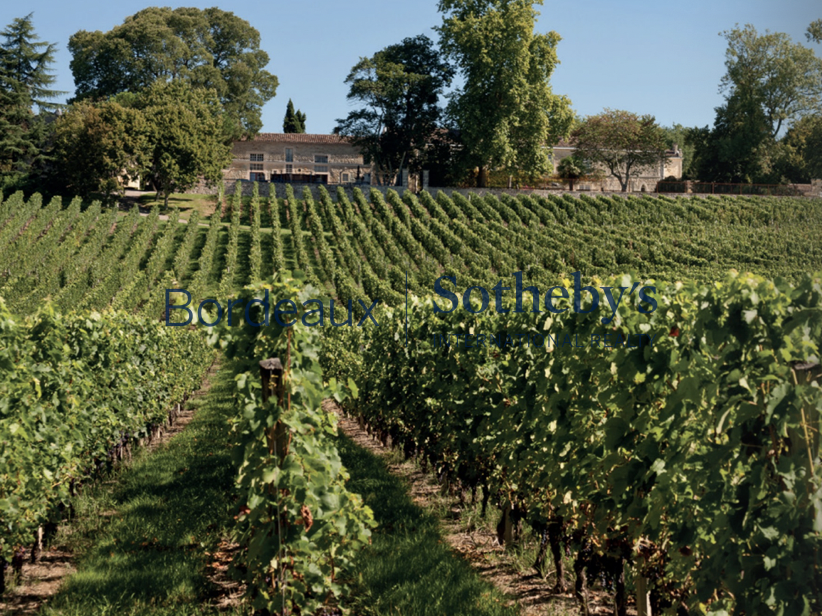 Vineyard Bordeaux