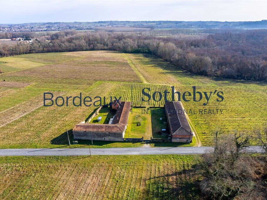 Vineyard Bordeaux