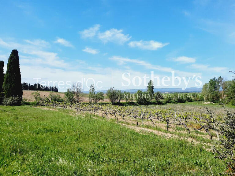 Vineyard Carcassonne - 2000m²