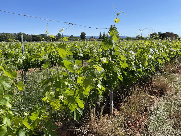 Vineyard Cotignac - 2132m²