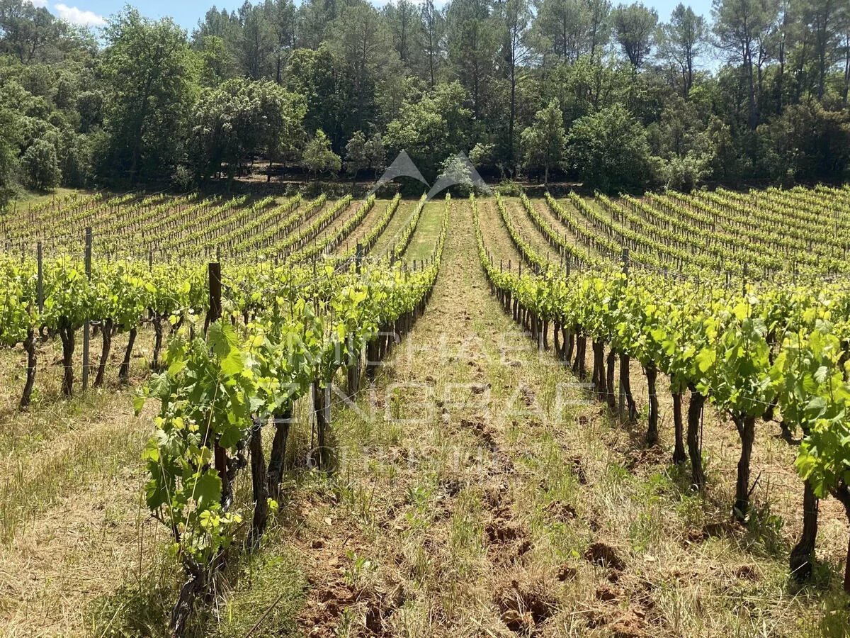 Vineyard Cotignac