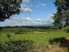 Vineyard Faugères