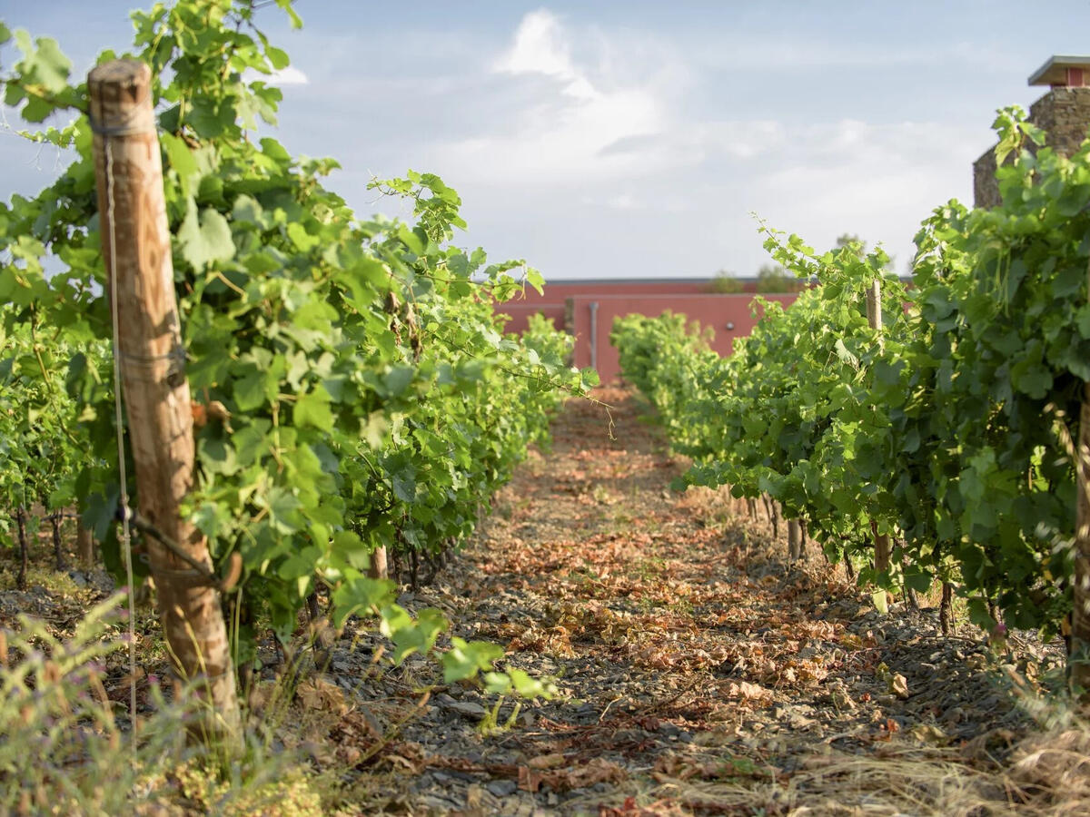 Vineyard Faugères