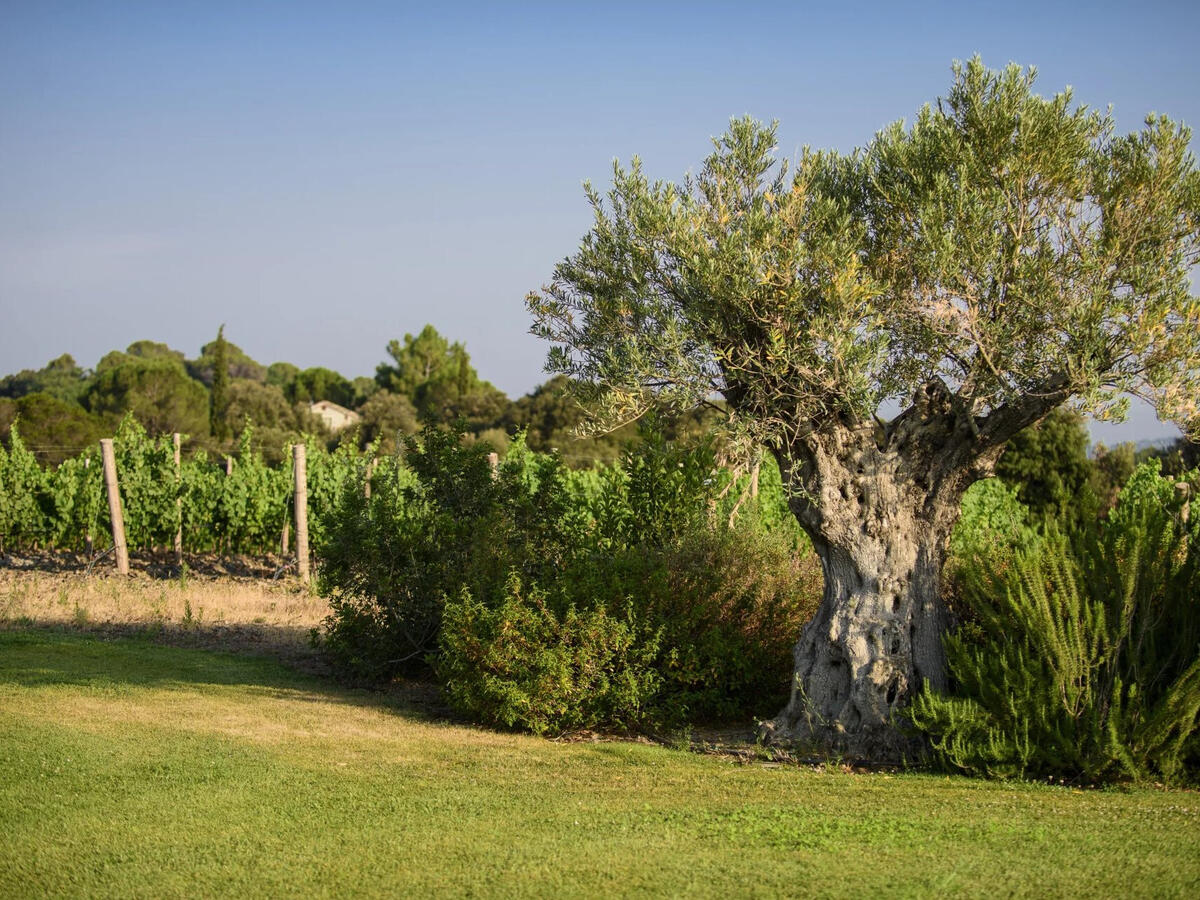 Vineyard Faugères