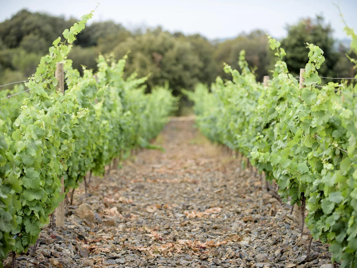 Vineyard Faugères