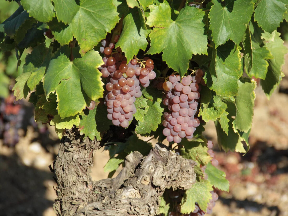 Vineyard Faugères