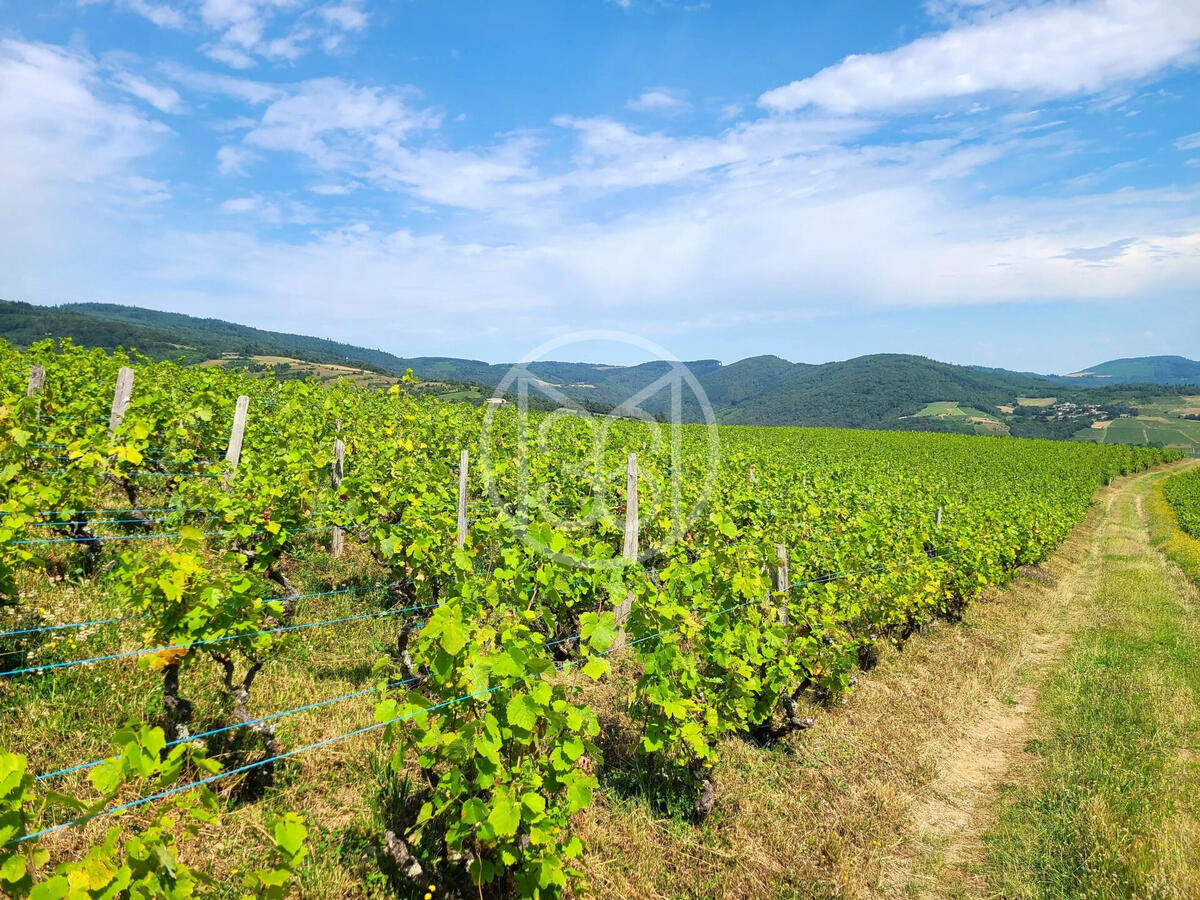 Domaine viticole Fleurie