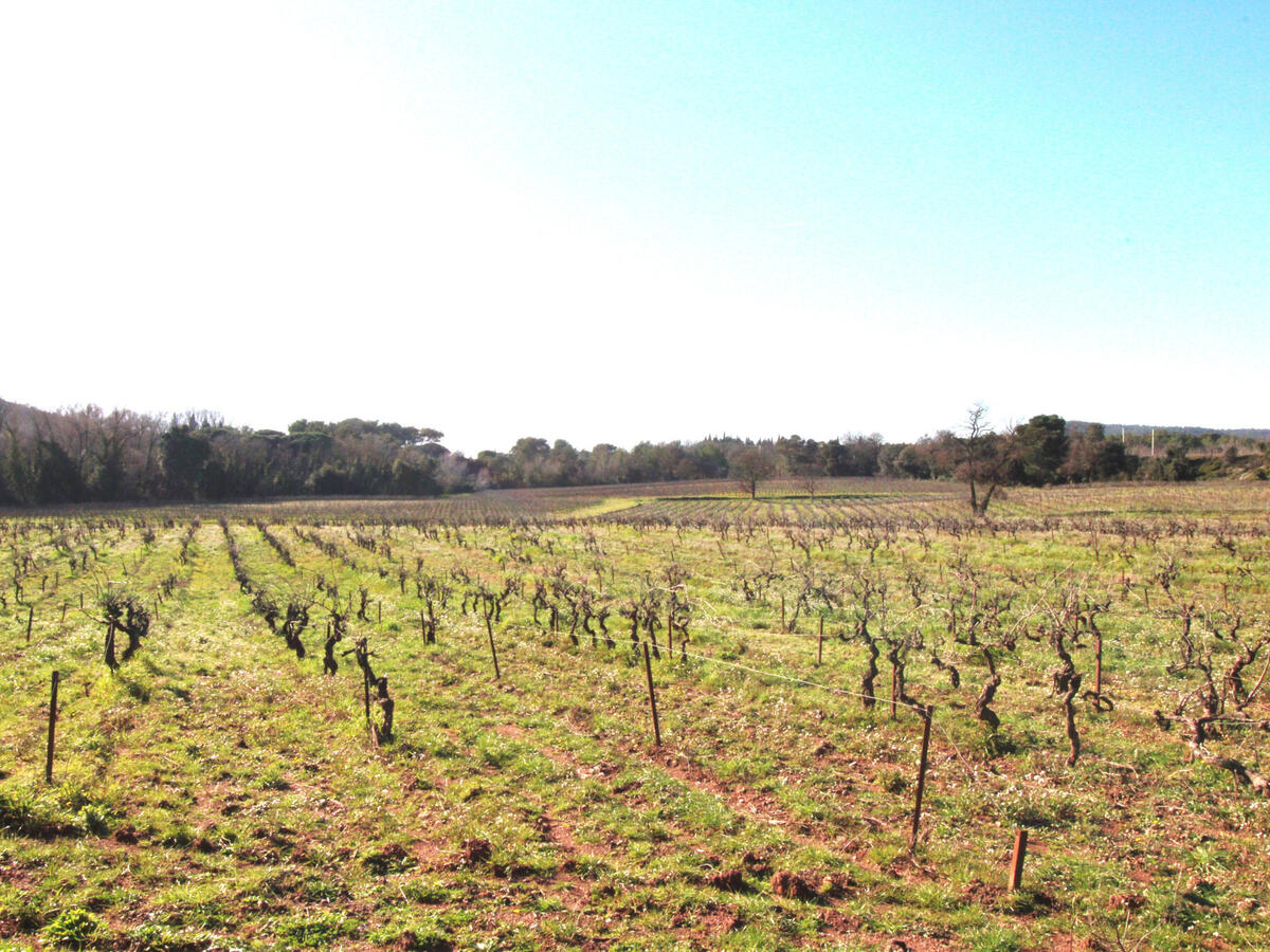 Domaine viticole Fréjus