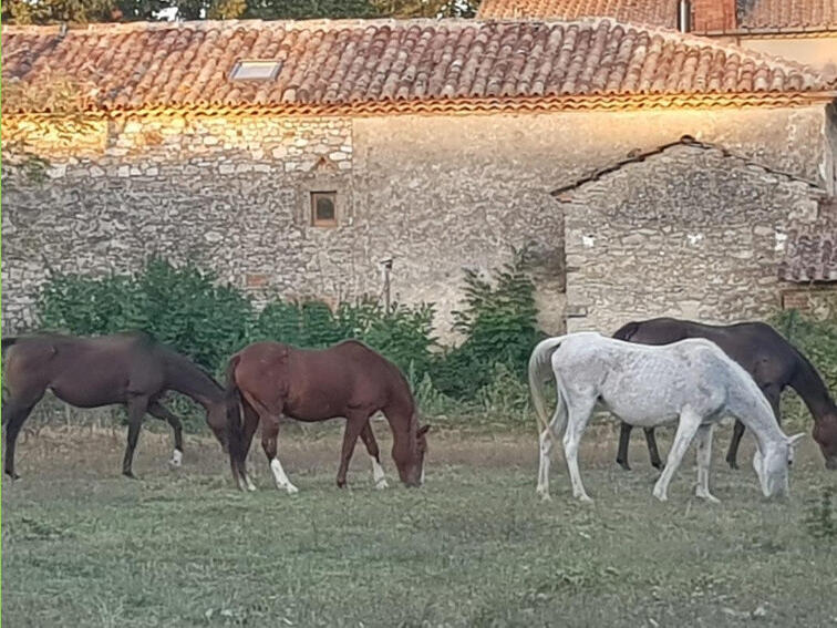 Vente Maison Graulhet - 8 chambres