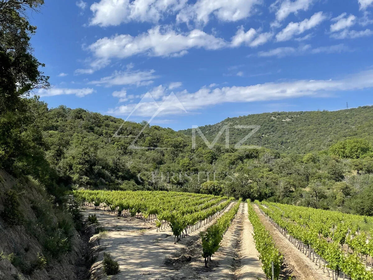 Vineyard Grimaud