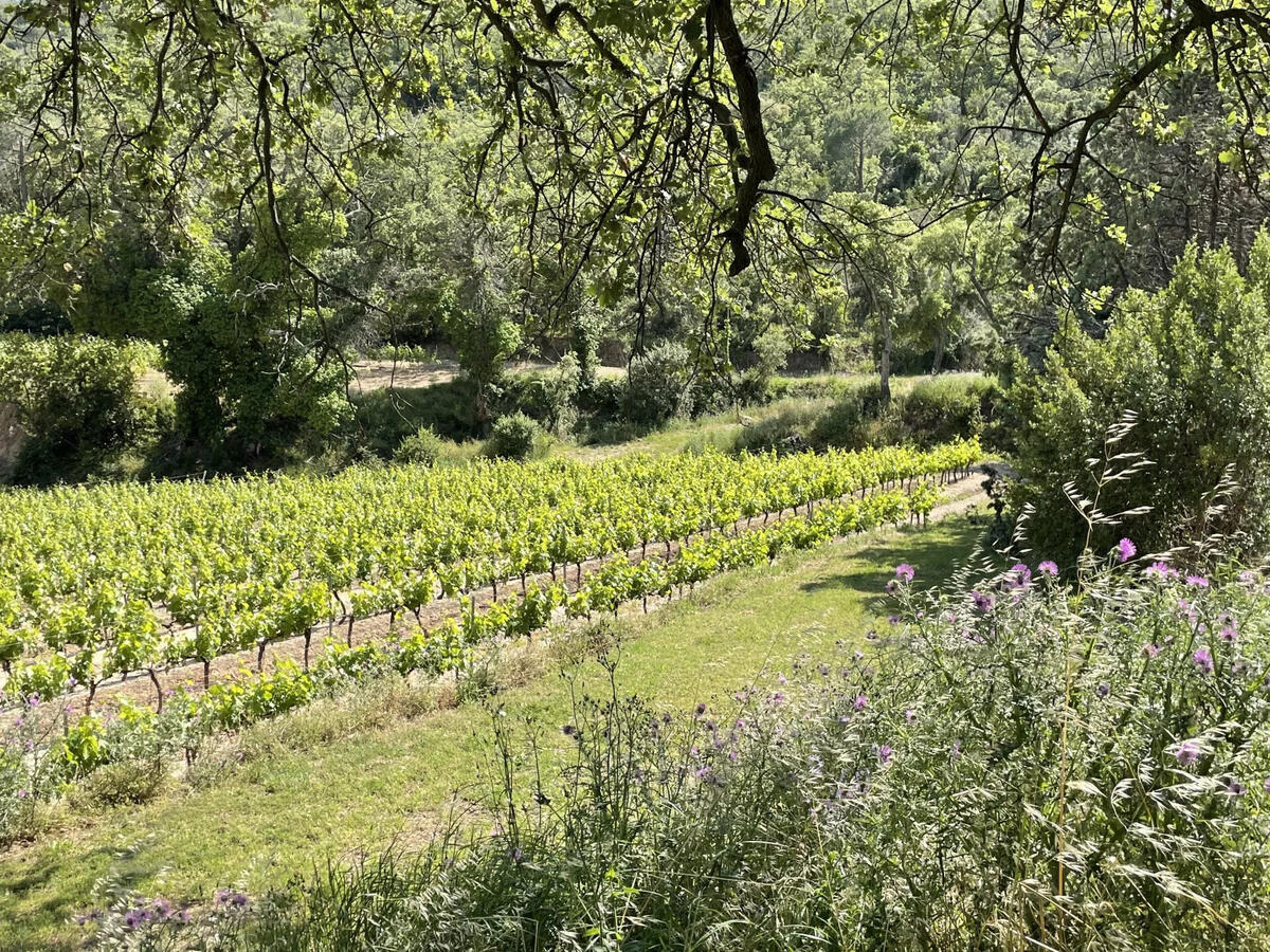 Vineyard Grimaud