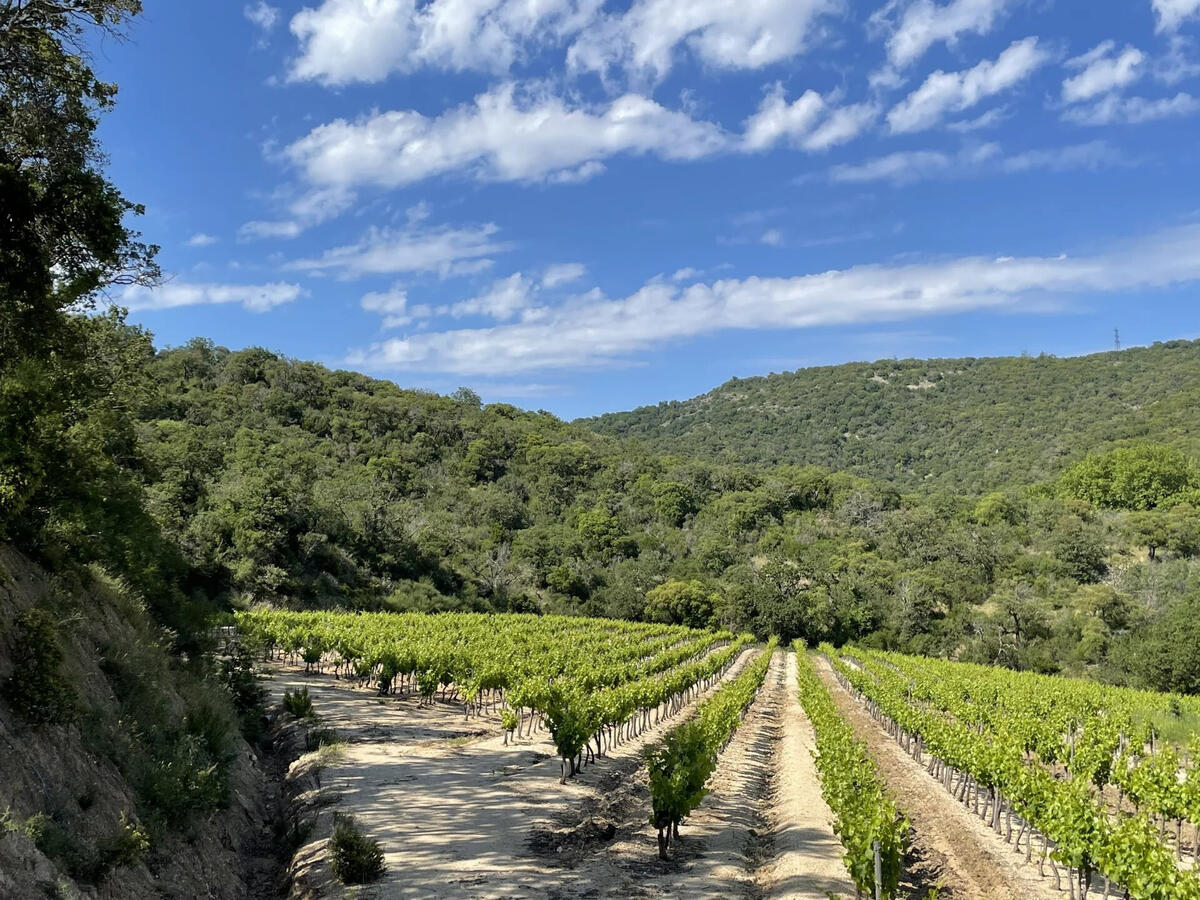 Vineyard Grimaud