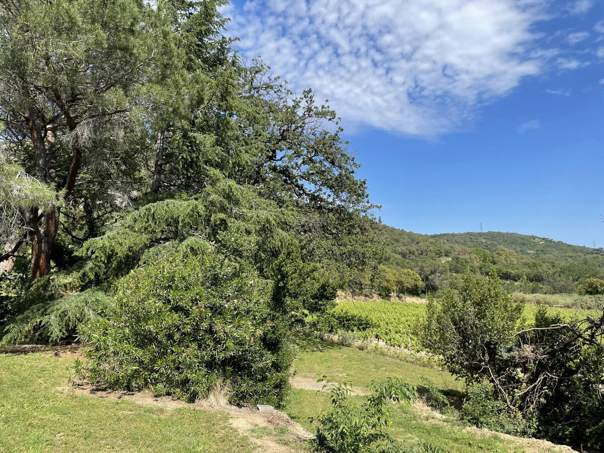 Vineyard Grimaud