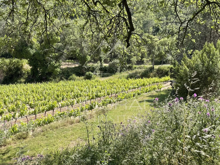 Sale Vineyard Grimaud