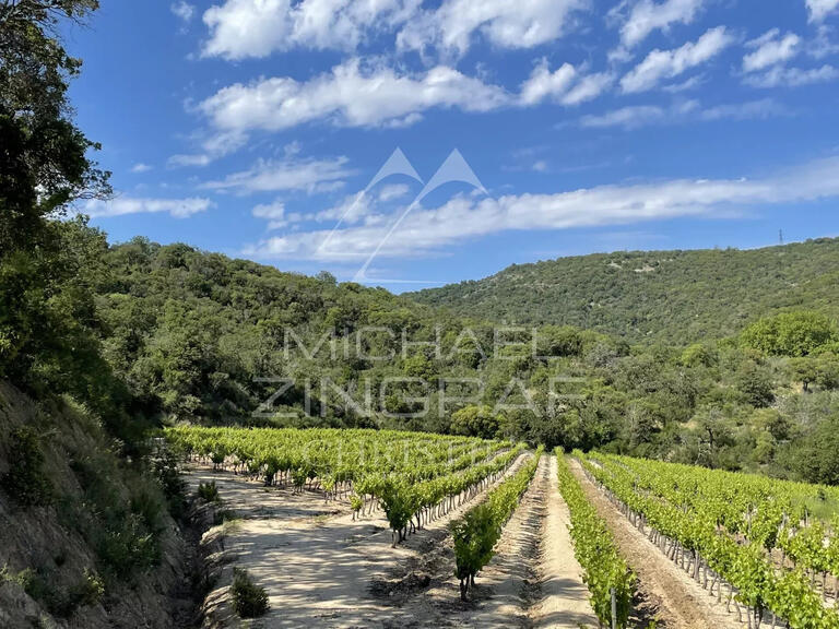 Sale Vineyard Grimaud