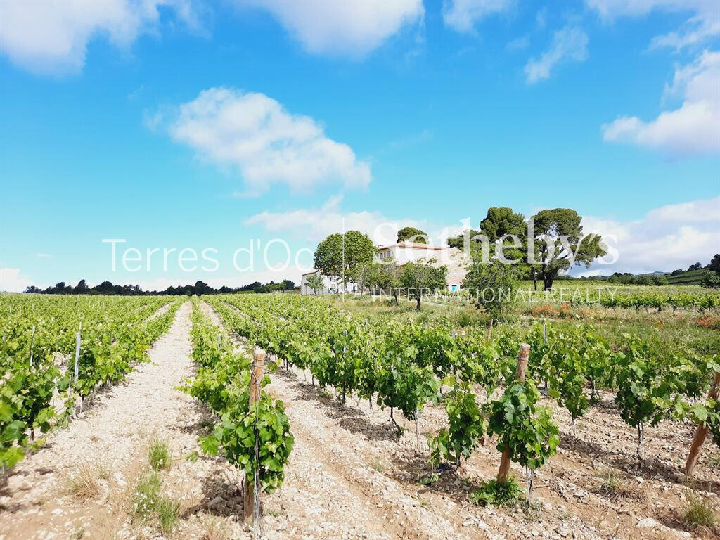 Vineyard La Livinière