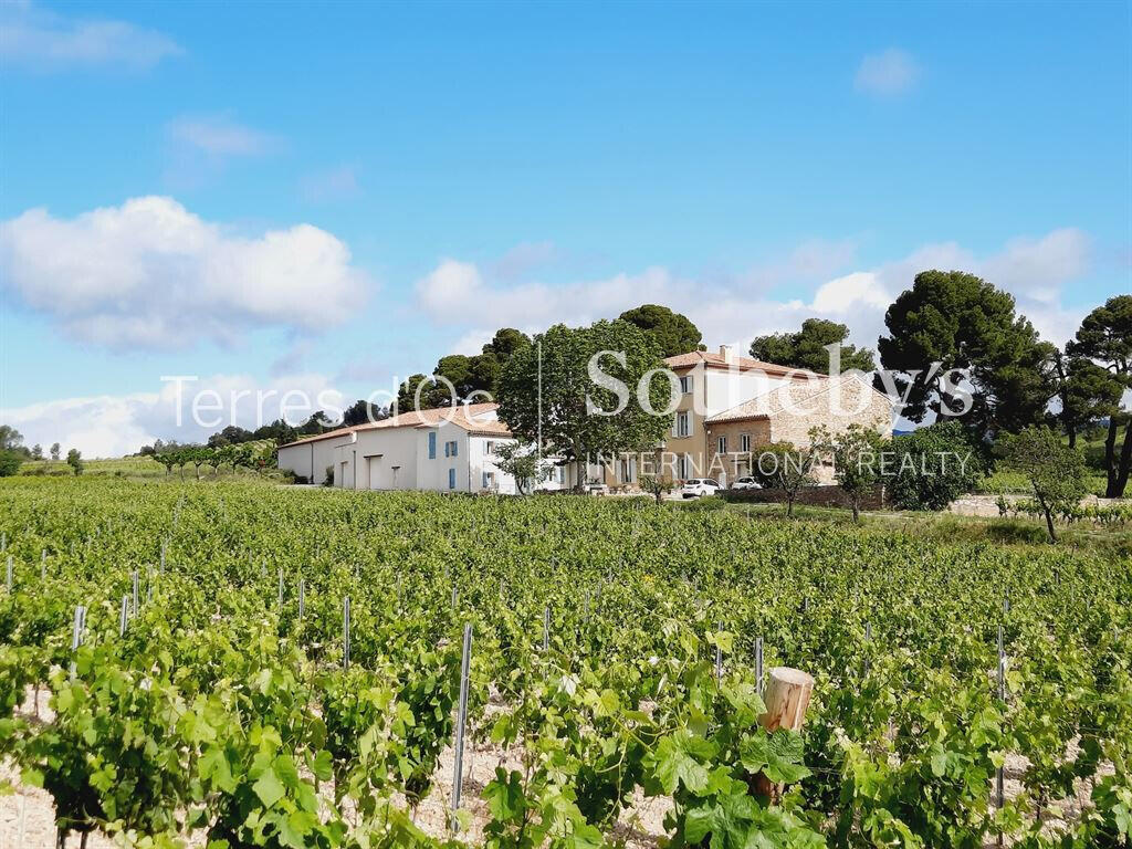 Vineyard La Livinière