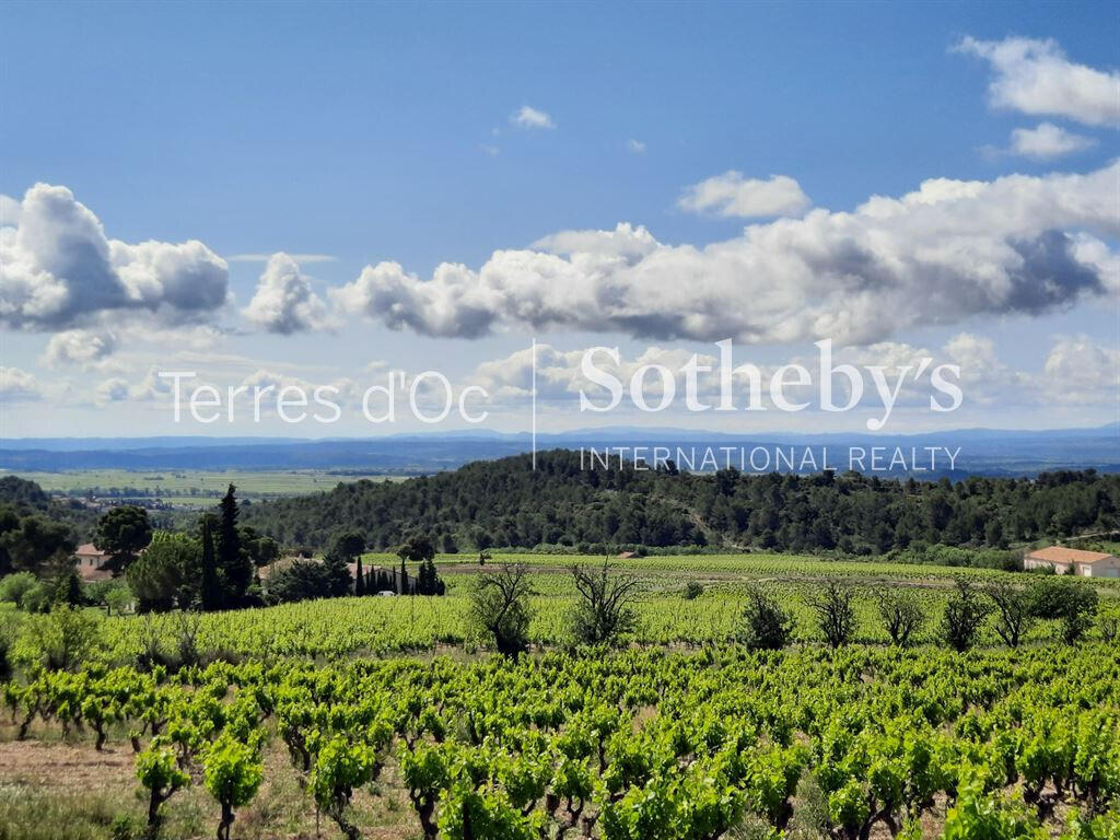 Vineyard La Livinière