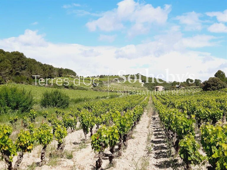 Vineyard La Livinière - 6 bedrooms - 2300m²