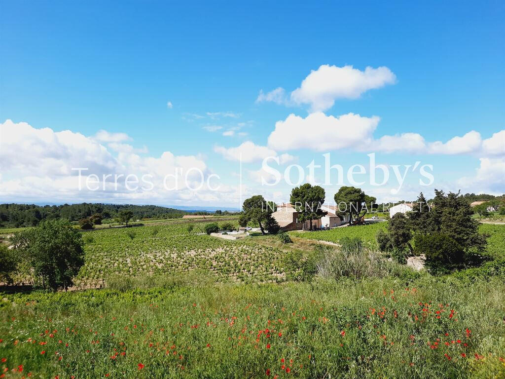 Vineyard La Livinière