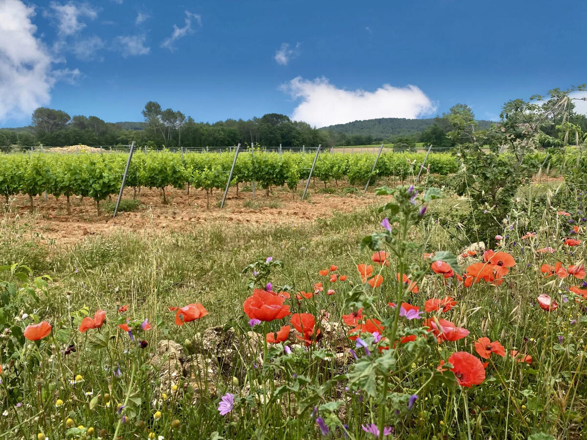 Vineyard La Motte