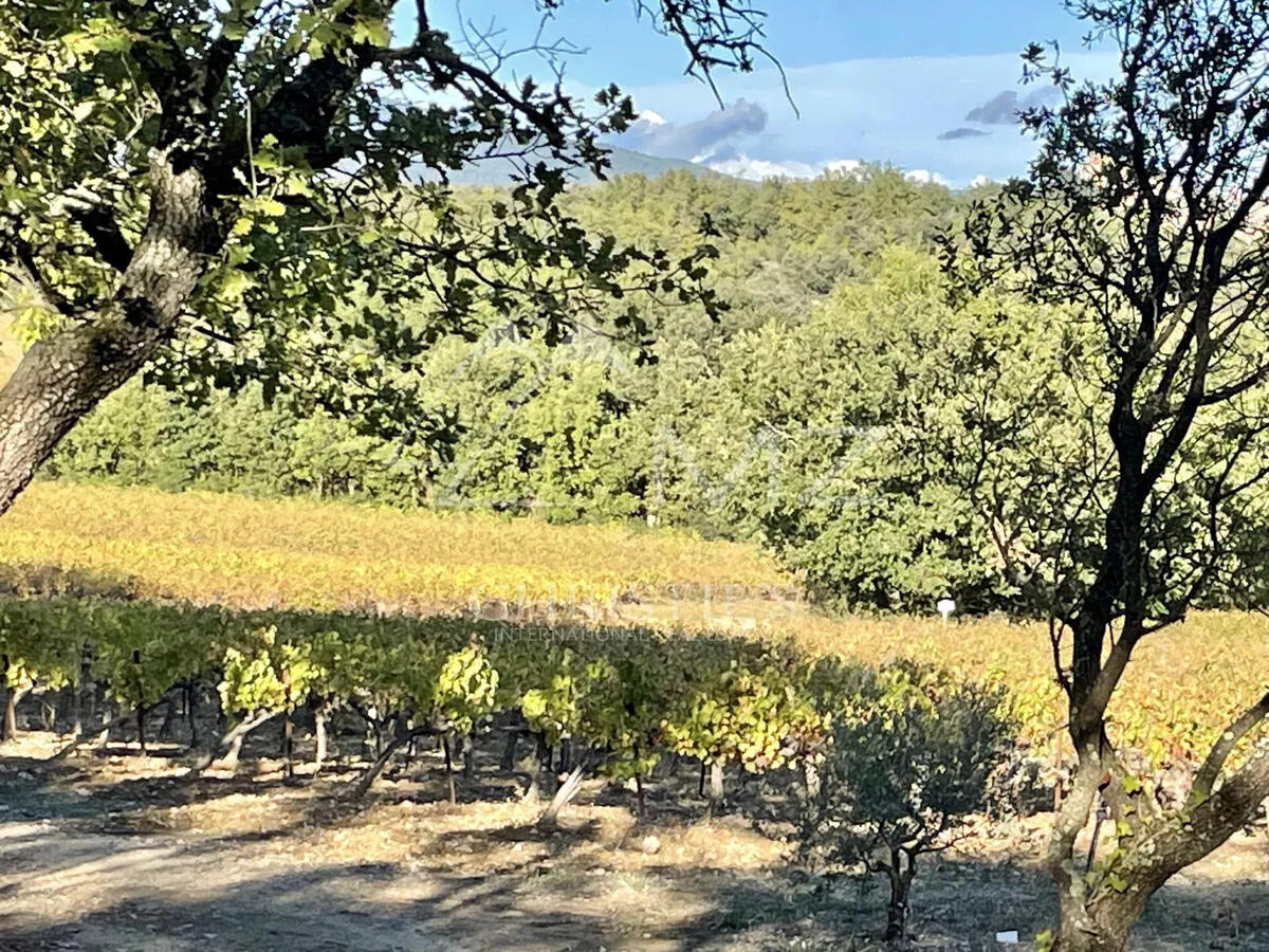 Vineyard Lourmarin