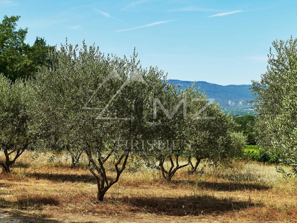 Vineyard Lourmarin