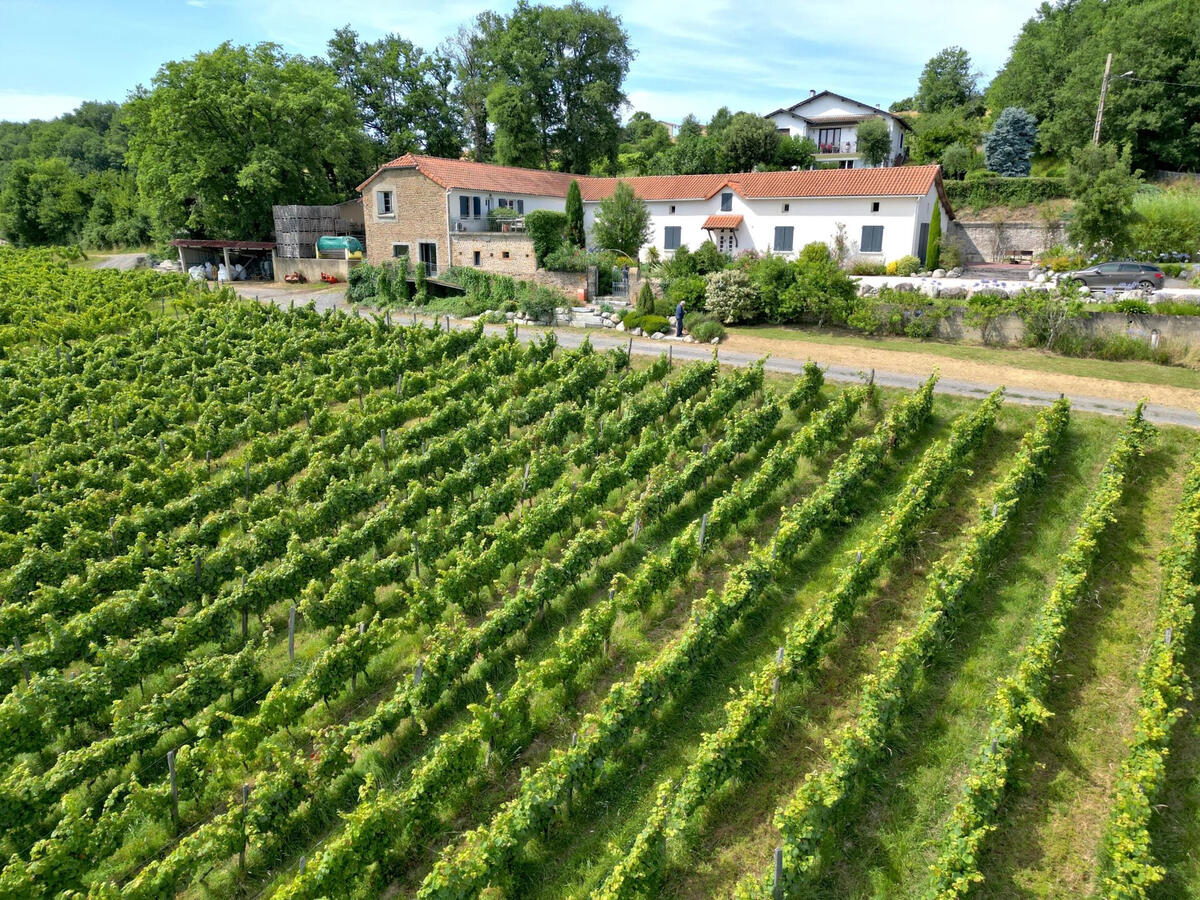 Vineyard Madiran