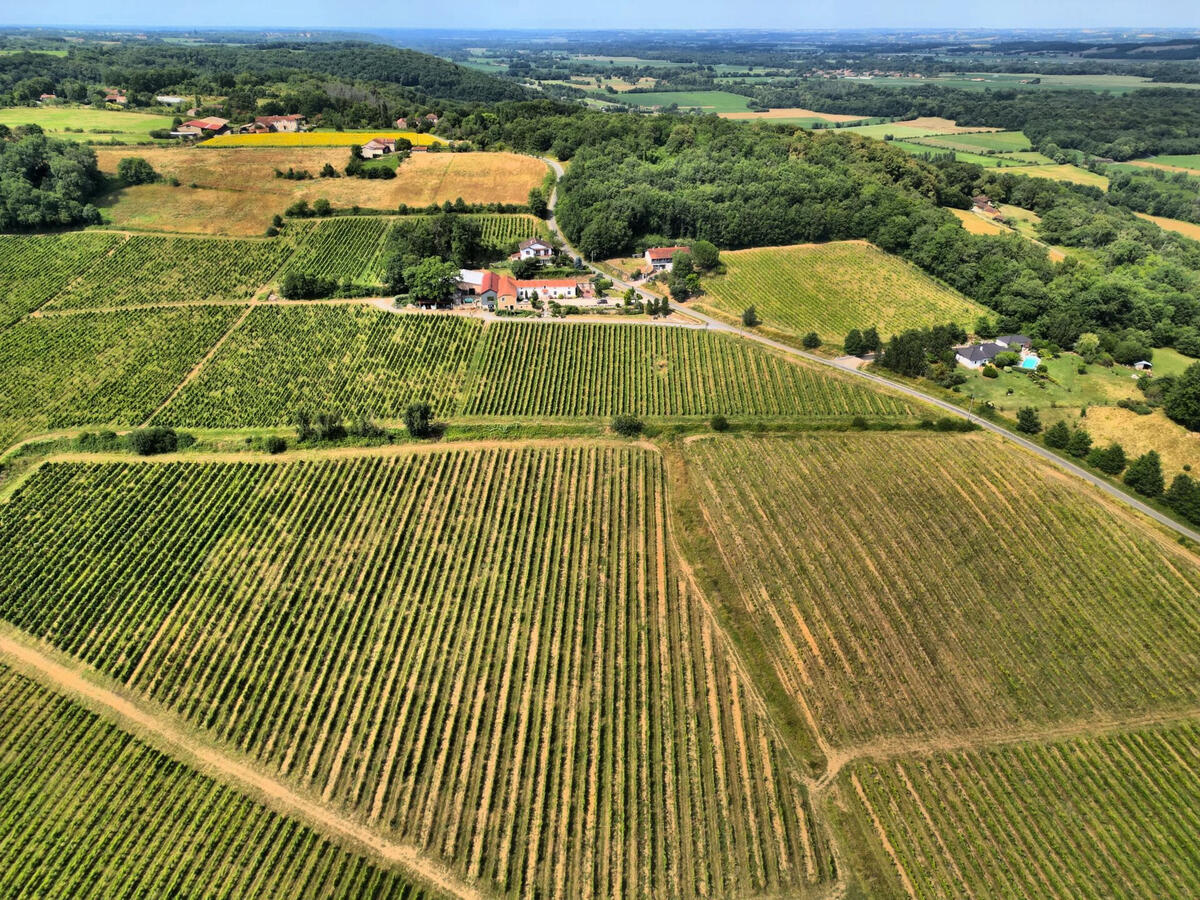 Vineyard Madiran