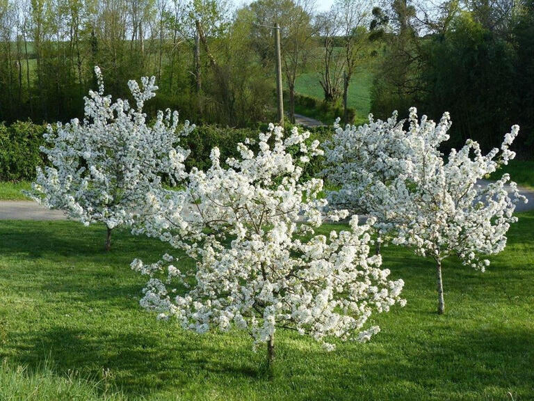 Propriété Marsais-Sainte-Radégonde - 4 chambres - 275m²