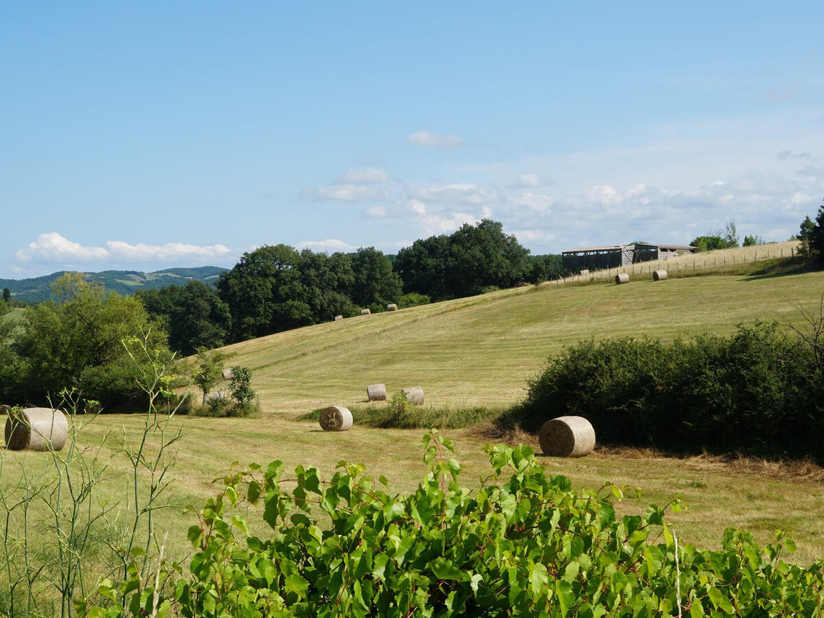 House Mirepoix