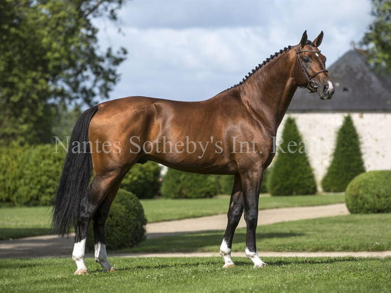 Equestrian property Nantes - 8 bedrooms - 1000m²