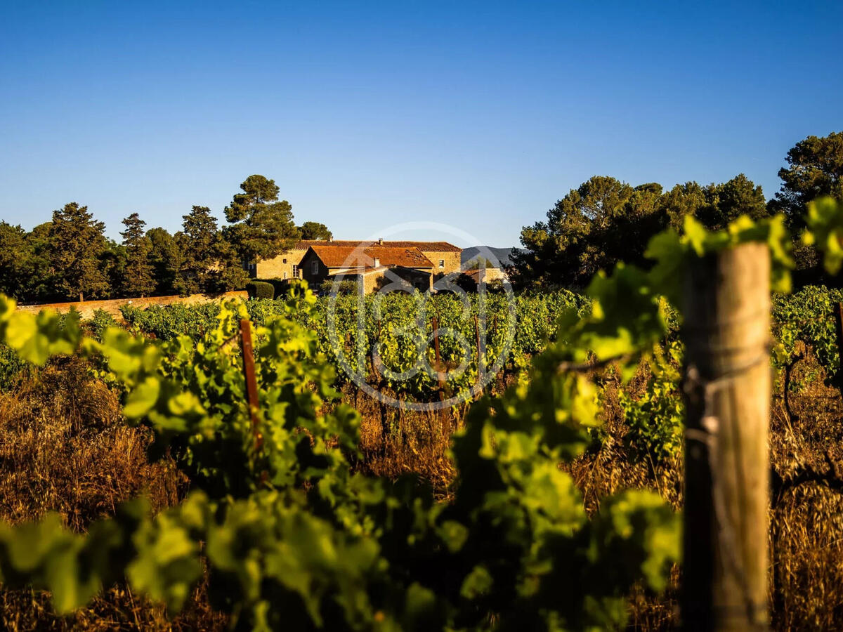 Vineyard Narbonne