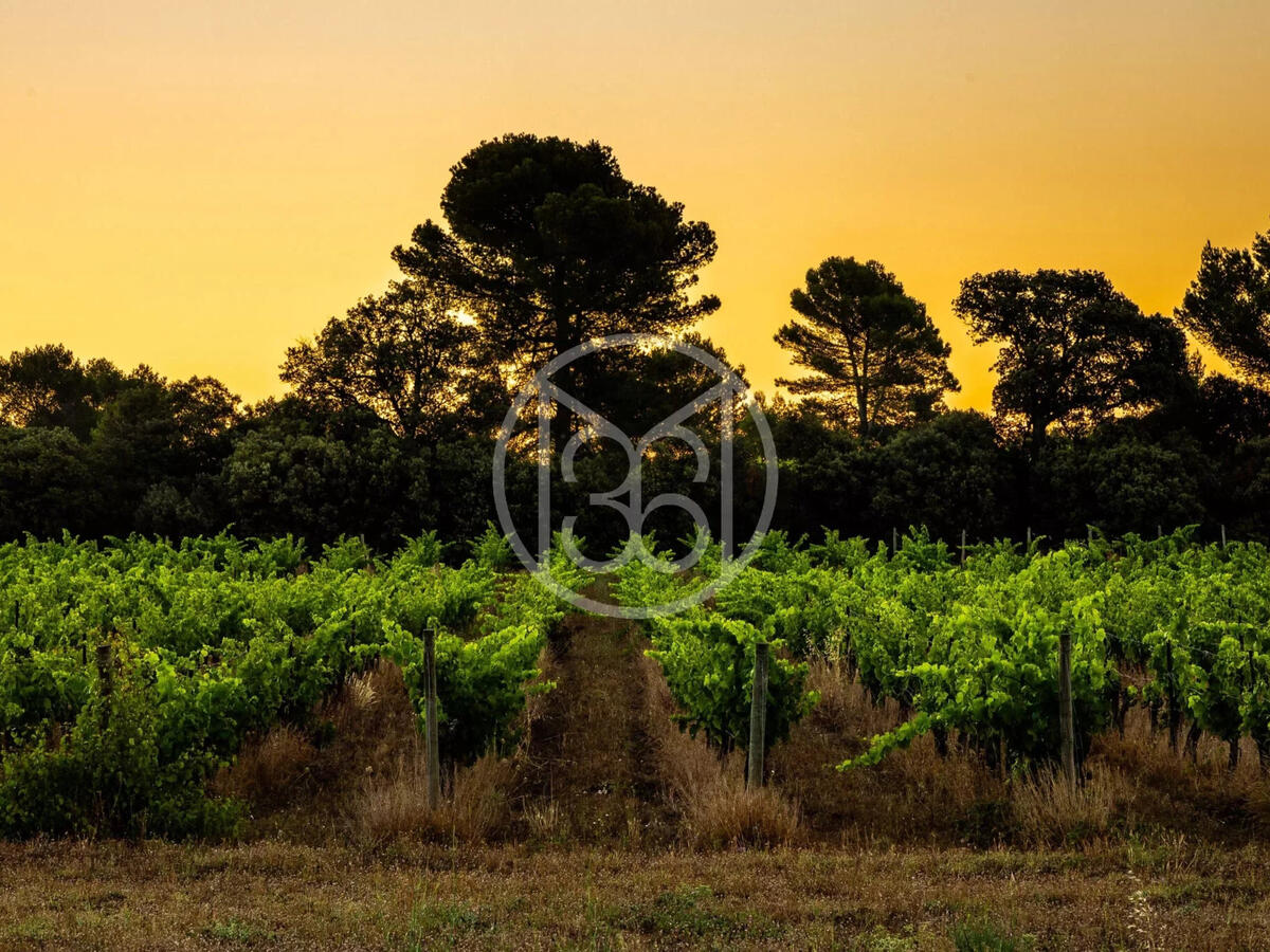 Vineyard Narbonne